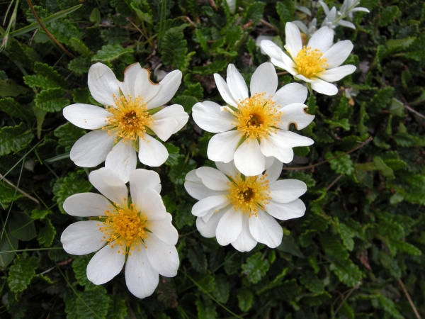 Dryas octopetala / Camedrio alpino